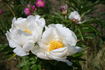 Le Jour peony photo