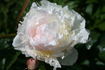 Ann Cousins peony photo