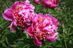 Aztec peony photo