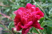 Hari-Ai-Nin peony photo