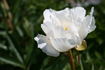 Krinkled White peony photo