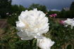 Bowl of Cream peony photo
