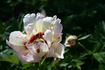 Pastel Splendor peony photo