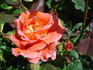 Janina ® rose photo