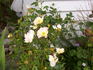 Laura Alexander rose photo