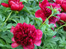 Commando peony photo