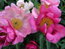 Eventide peony photo