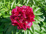 Robert W. Auten peony photo