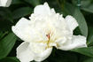Kakoden peony photo
