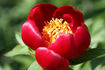 Hybrida peony photo