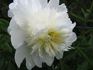 Nick Shaylor peony photo