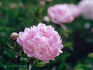 President Wilson peony photo