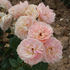 Reflets de Nacre ® rose photo
