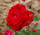 Belle de Régnié rose photo