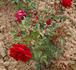 Belle de Régnié rose photo