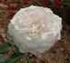 Bernadette rose photo