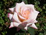 Suffolk rose photo