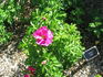 Kaitlyn Ainsley rose photo