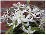 Snowdrift clematis photo