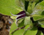 C. fremontii clematis photo