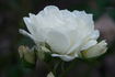Edelweiss ® rose photo
