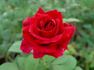 Night 'n' Day rose photo
