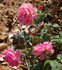 Jardins de Viels Maisons ® rose photo