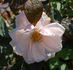 Madame Henri Fontaine rose photo
