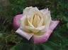 Florence Mayer rose photo