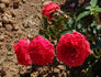 Belle de Dom ® rose photo