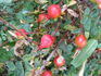 Ross Rambler 6 rose photo