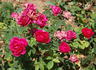 Neptune rose photo