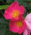 L83 rose photo