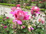 Almirante Américo Tomás rose photo