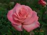 Here's Gert rose photo
