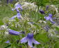integrifolia clematis photo