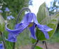 integrifolia clematis photo