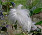 integrifolia clematis photo