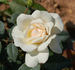 Niphetos, Cl. rose photo