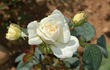 Niphetos, Cl. rose photo