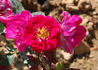 Purple Simplicity rose photo