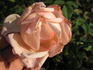 Madame Laurent Simons rose photo