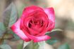 My Hometown rose photo