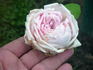 Fürstin Bismarck rose photo
