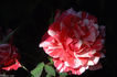 Paul Gauguin rose photo