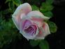 Rosita Vendela rose photo
