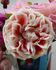 Most Unusual Day rose photo