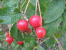 R. marrettii rose photo