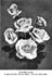 Mrs. David Jardine rose photo