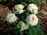 Andromeda Hit rose photo